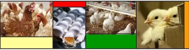 کاربرد ازن در مرغداری کاربرد ازن